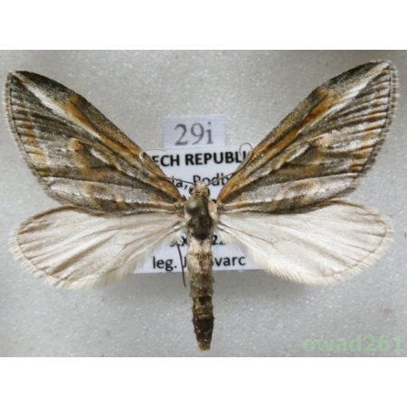 Chesias legatella (Denis & Schiffermüller, 1775) Czech29i